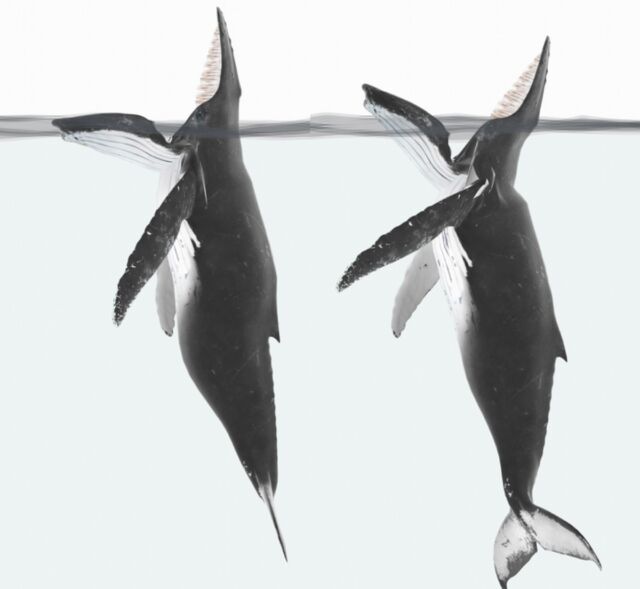 Diagram of humpback whales engaged in trap feeding; with a jaw either flush with the waterline, or raised to a similar height to the rostrum.
