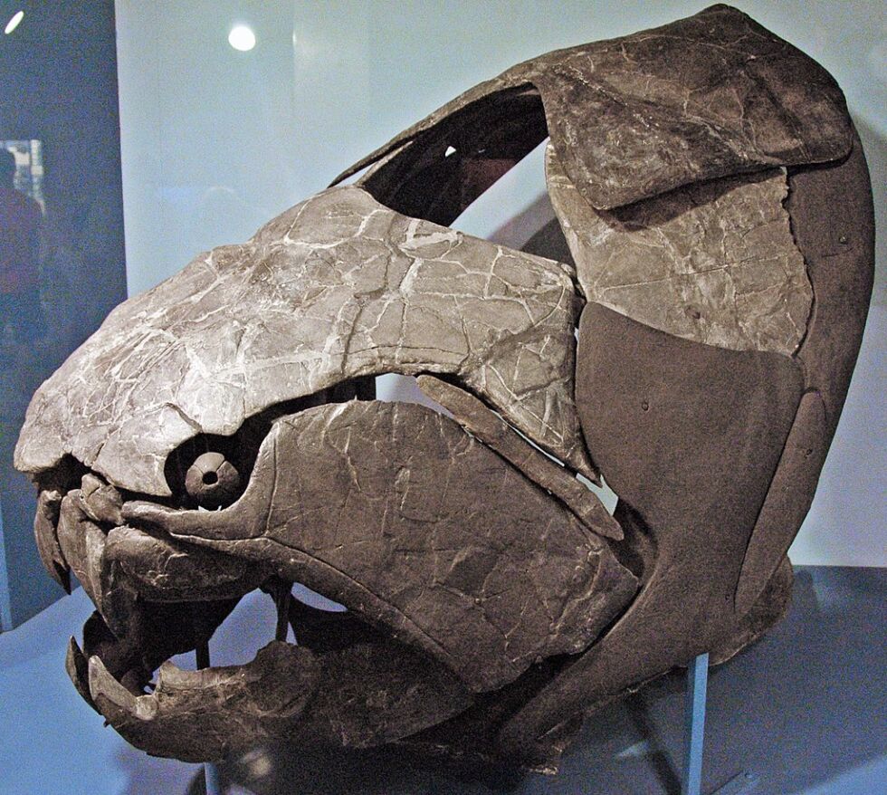 <em>Dunkleosteus</em>. When you're sharing the oceans with these beasts, you can bet there's a lot of evolutionary competition.