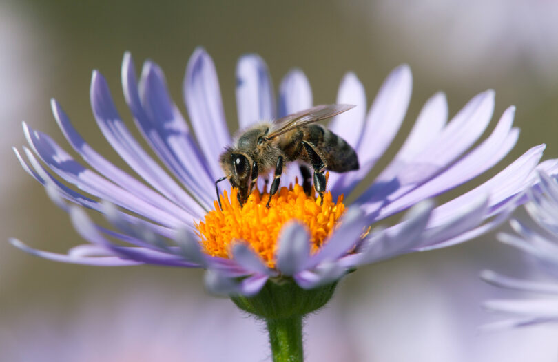 Uncle Sam OKs vaccine that protects honeybees against hive-destroying bacterium