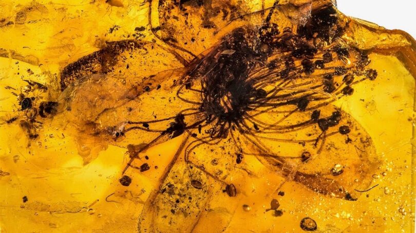 Behold the Biggest Ancient Flower Ever Found Preserved in Amber