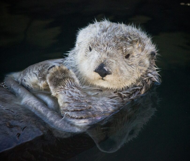 A Parasite Is Killing Sea Otters. Is Cat Poop to Blame?