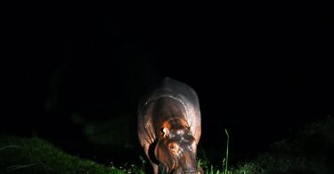 Hippos Are in Trouble. Will ‘Endangered’ Status Save Them?