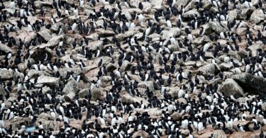 Bring Back the Seabirds, Save the Climate