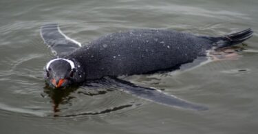 The physics of how gentoo penguins can swim speedily underwater