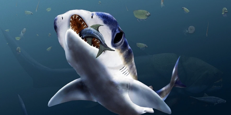 Smelling in stereo—a surprising find on a fossilized shark