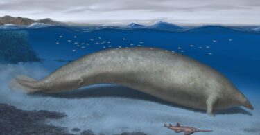 Massive Extinct Whale May Be the Heaviest Animal Ever